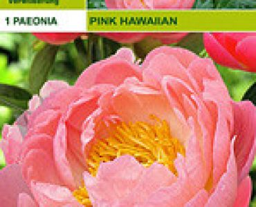Божур Pink Hawaiian (ароматен)